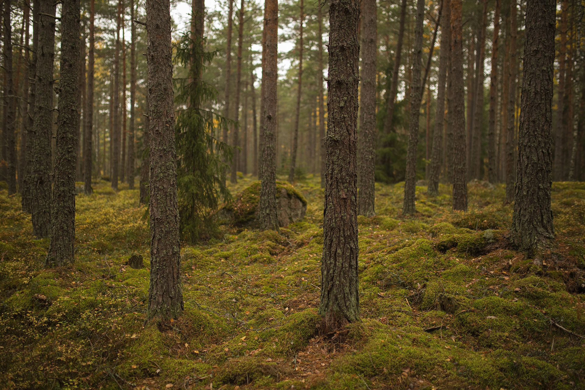 Coniferous forest / Photo: A. Kuusela