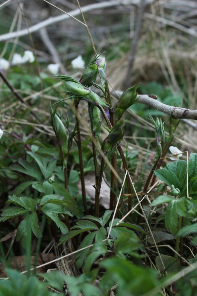 Kevätlinnunherne (Lathyrus vernus) / Kuva: J. Lampinen