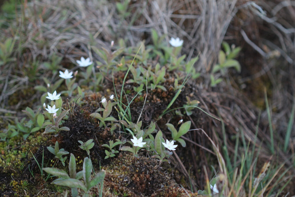 Metsätähti (Trientalis europaea) / Kuva: J. Lampinen