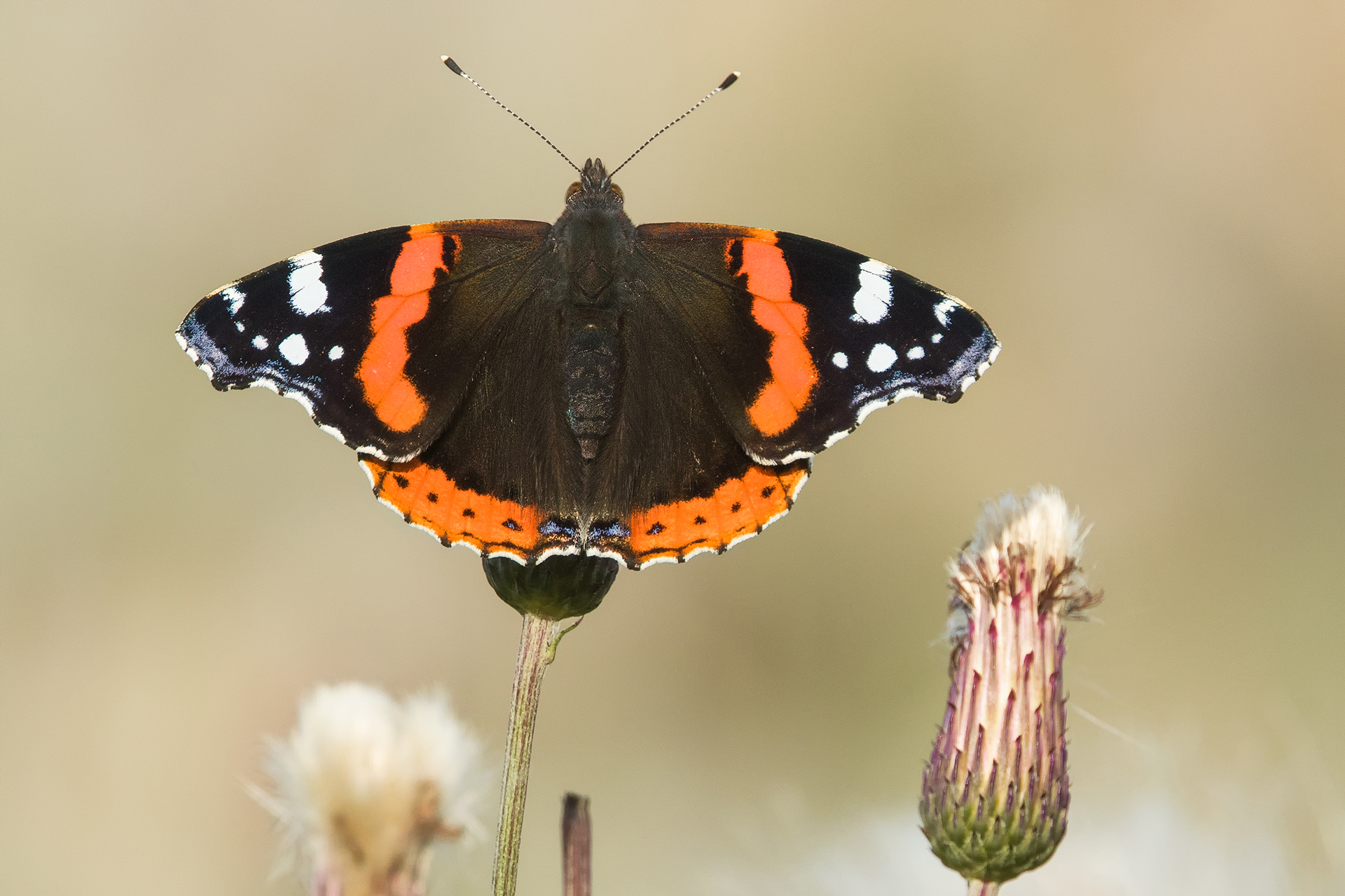 Amiraaliperhonen (Vanessa atalanta) / Kuva: A. Kuusela