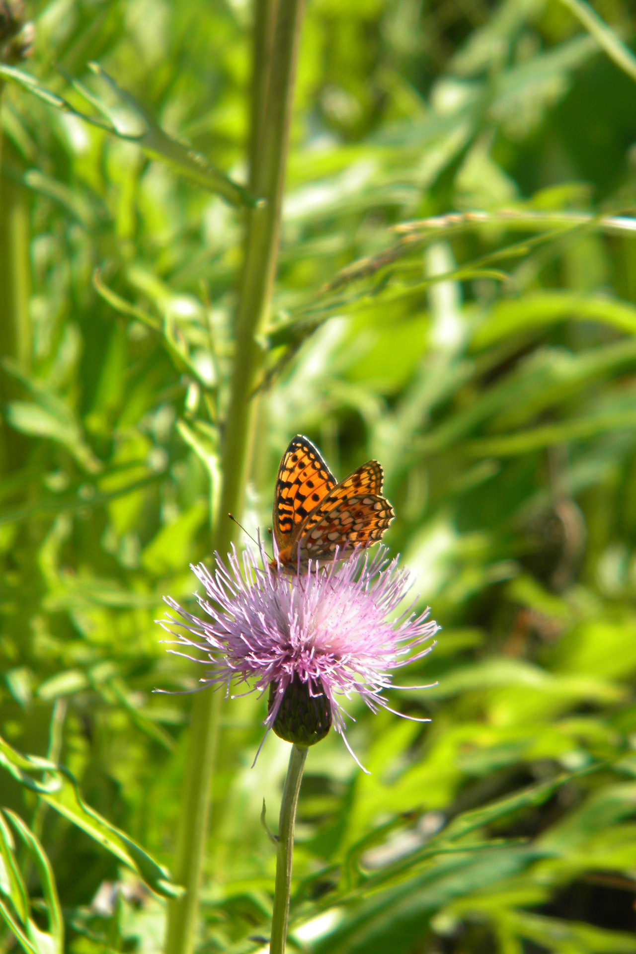 A heliconian / Photo: J. Lampinen