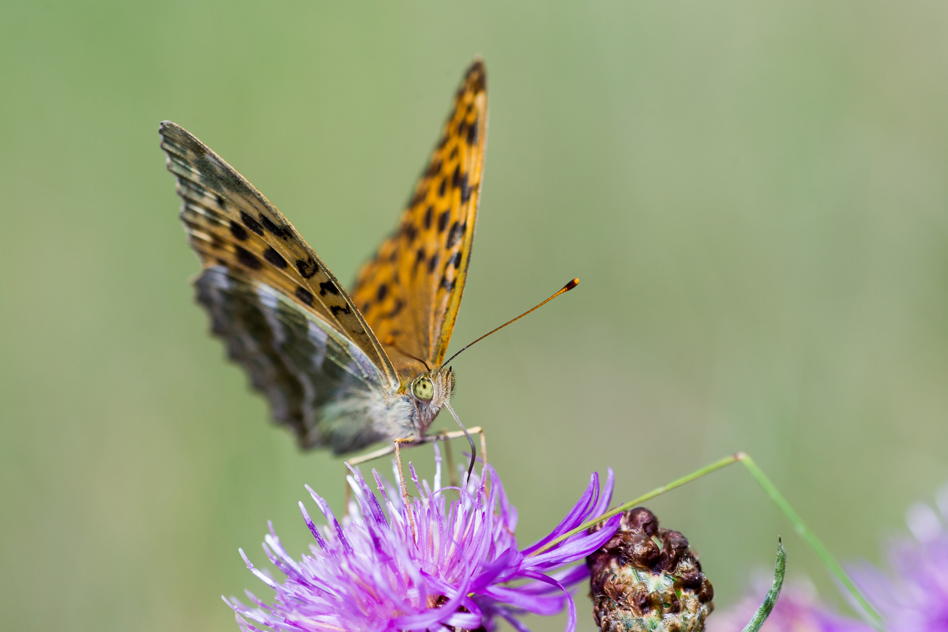 Silverstreckad pärlemorfjäril (Argynnis paphia) / Bild: V-M. Suhonen