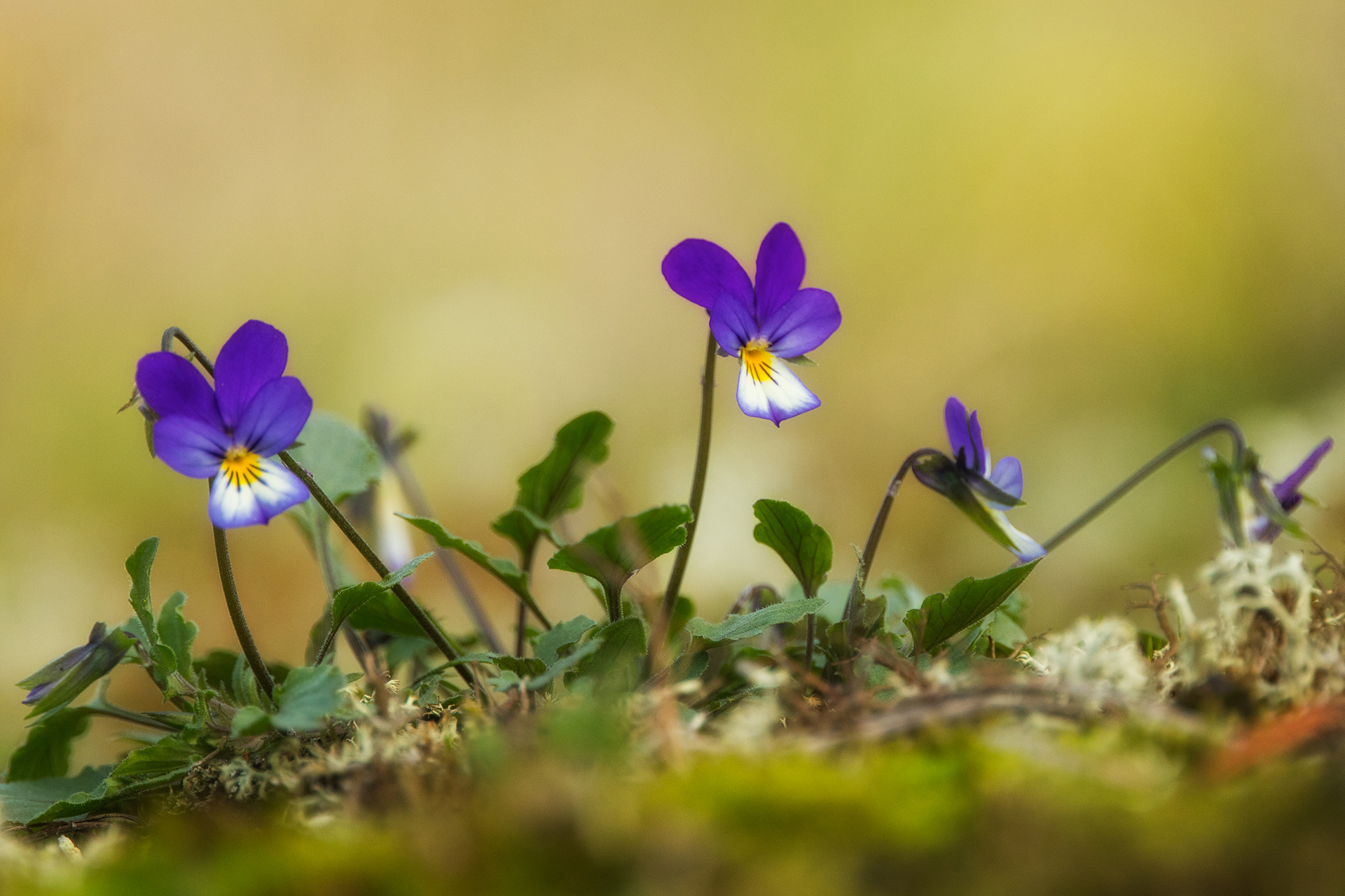 Keto-orvokki (Viola tricolor) / Kuva: A. Kuusela