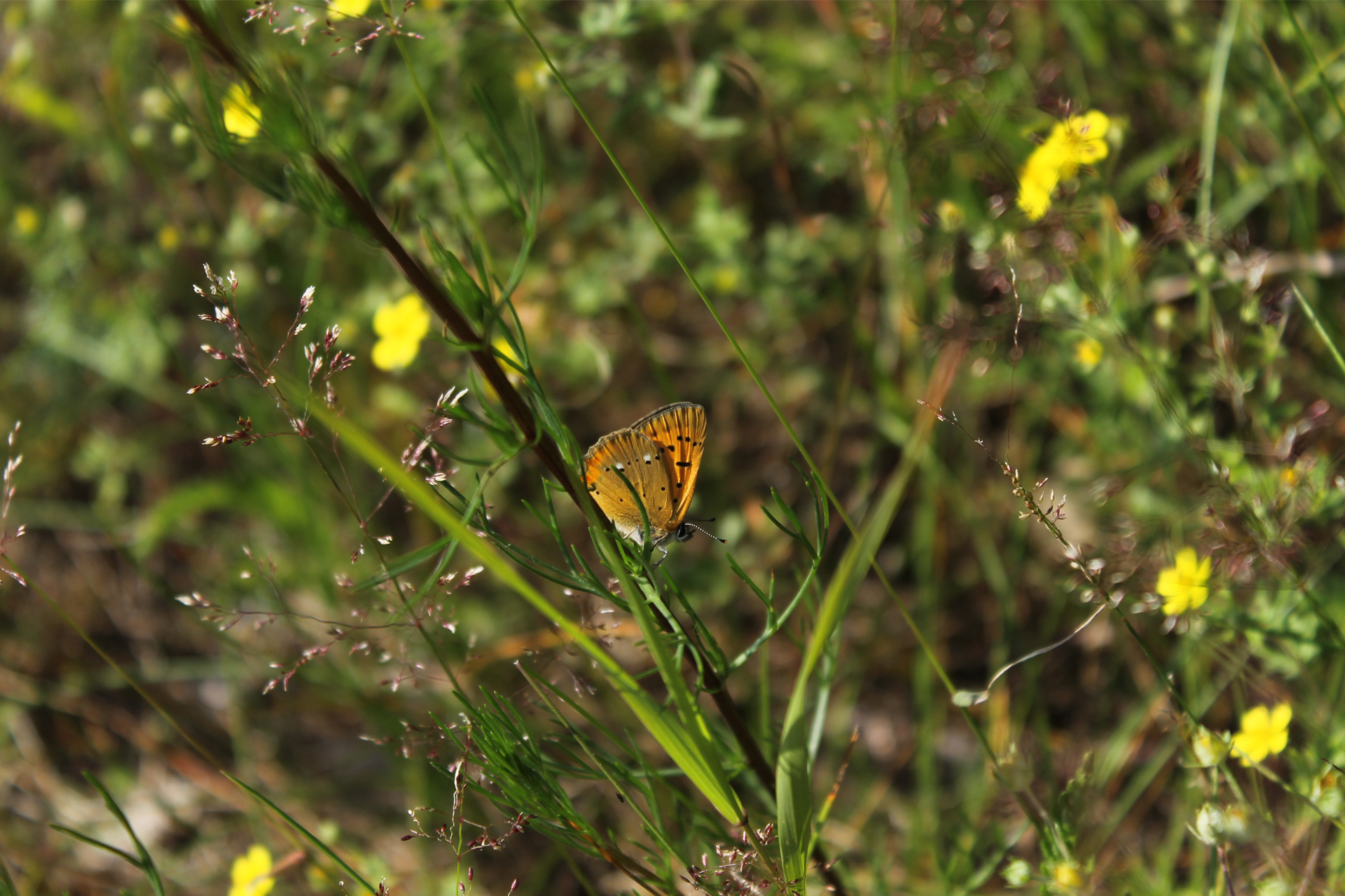 Scarce copper (Lycaena virgaureae) / Photo: J. Lampinen