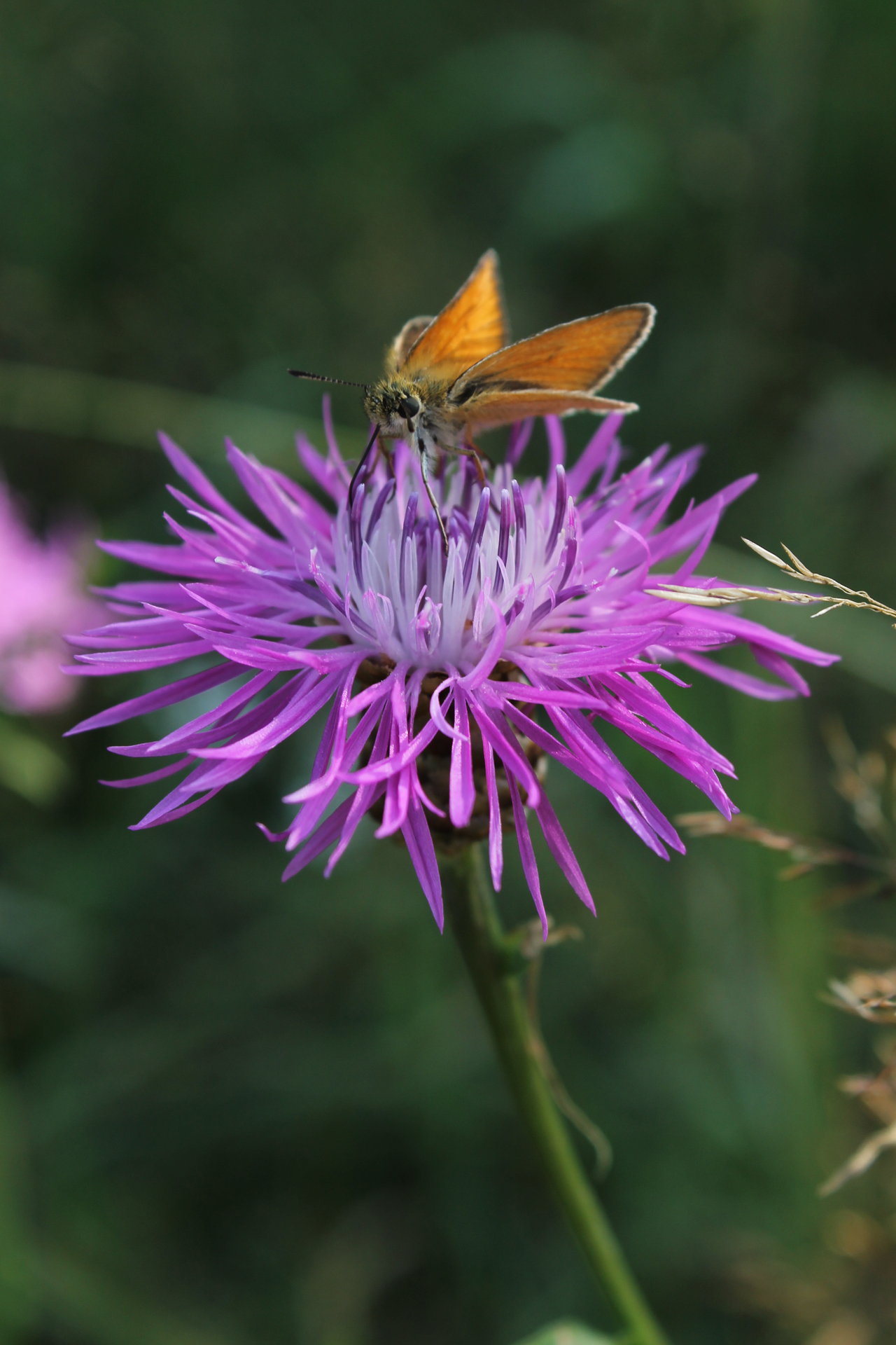 Mindre tåtelsmygare (Thymelicus lineola) / Bild: J. Lampinen