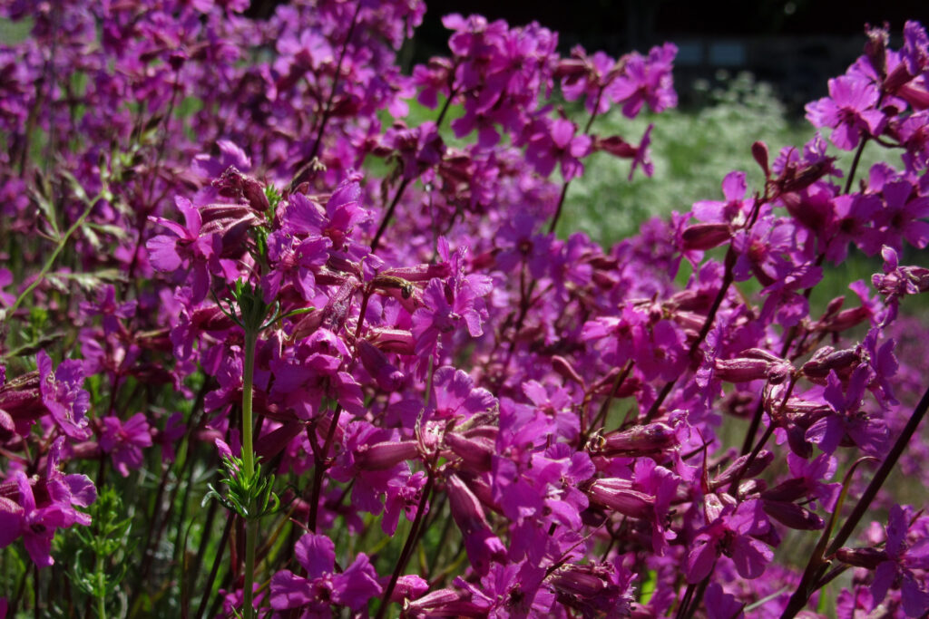 Tjärblomster (Silene viscaria) / Bild: E. Kosonen