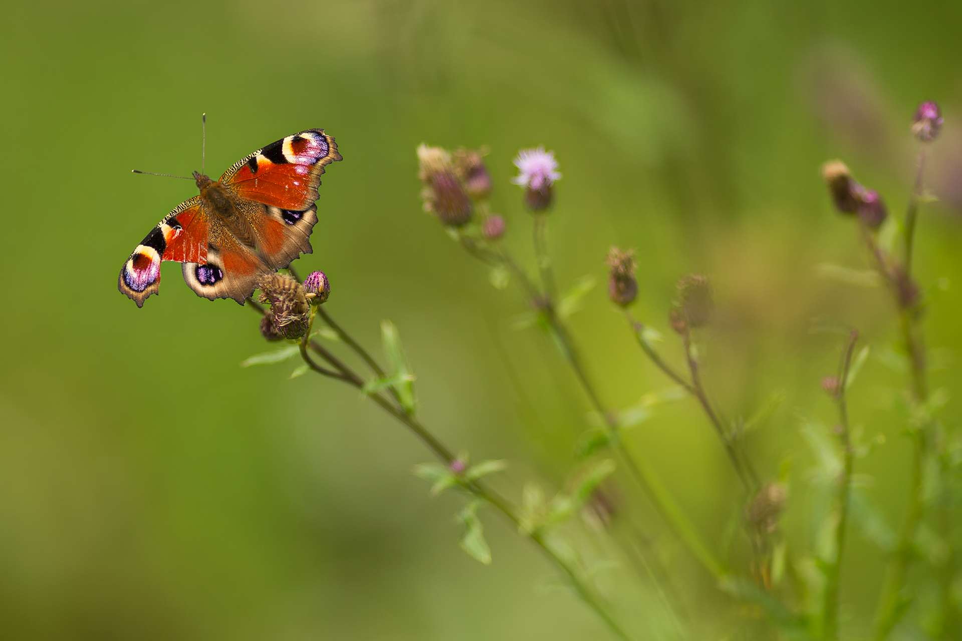 Påfågelöga (Aglais io) / Bild: A. Kuusela