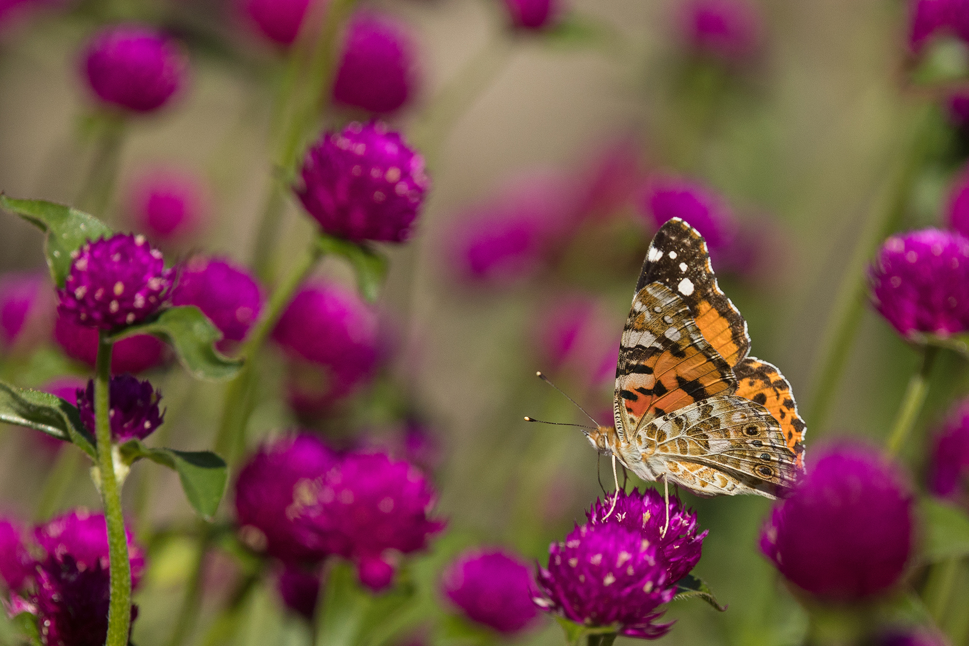 Tistelfjäril (Vanessa cardui) / Bild: A. Kuusela