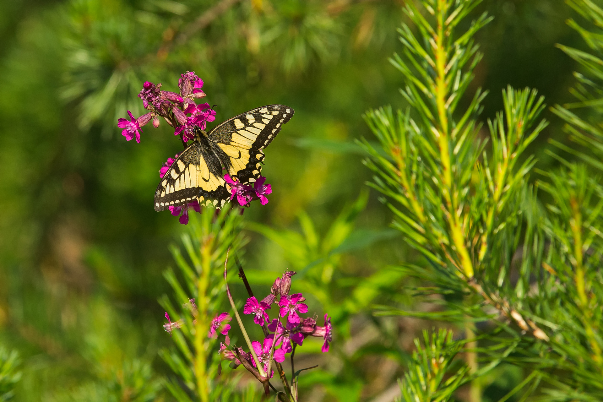 Makaonfjäril (Papilio machaon) / Bild: A. Kuusela