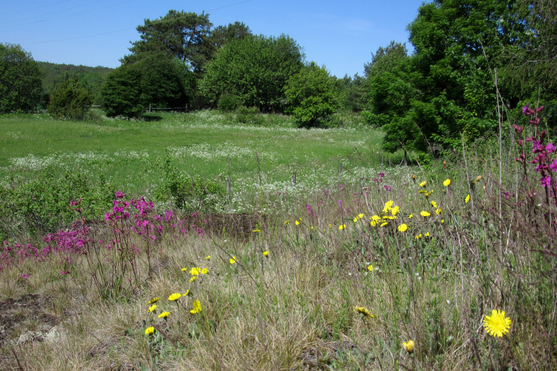 A dry meadow / Photo: E. Kosonen