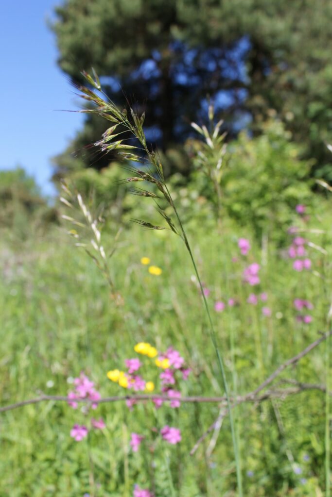 Downy oat-grass (Helictotrichon pubescens) growing on a meadow / Photo: J. Lampinen
