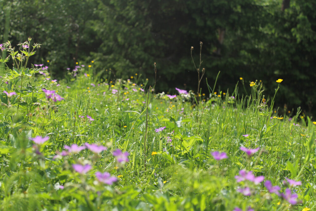 A mesic meadow / Photo: J. Lampinen