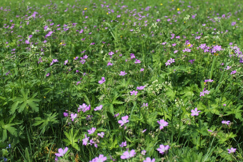 A mesic meadow / Photo: J. Lampinen