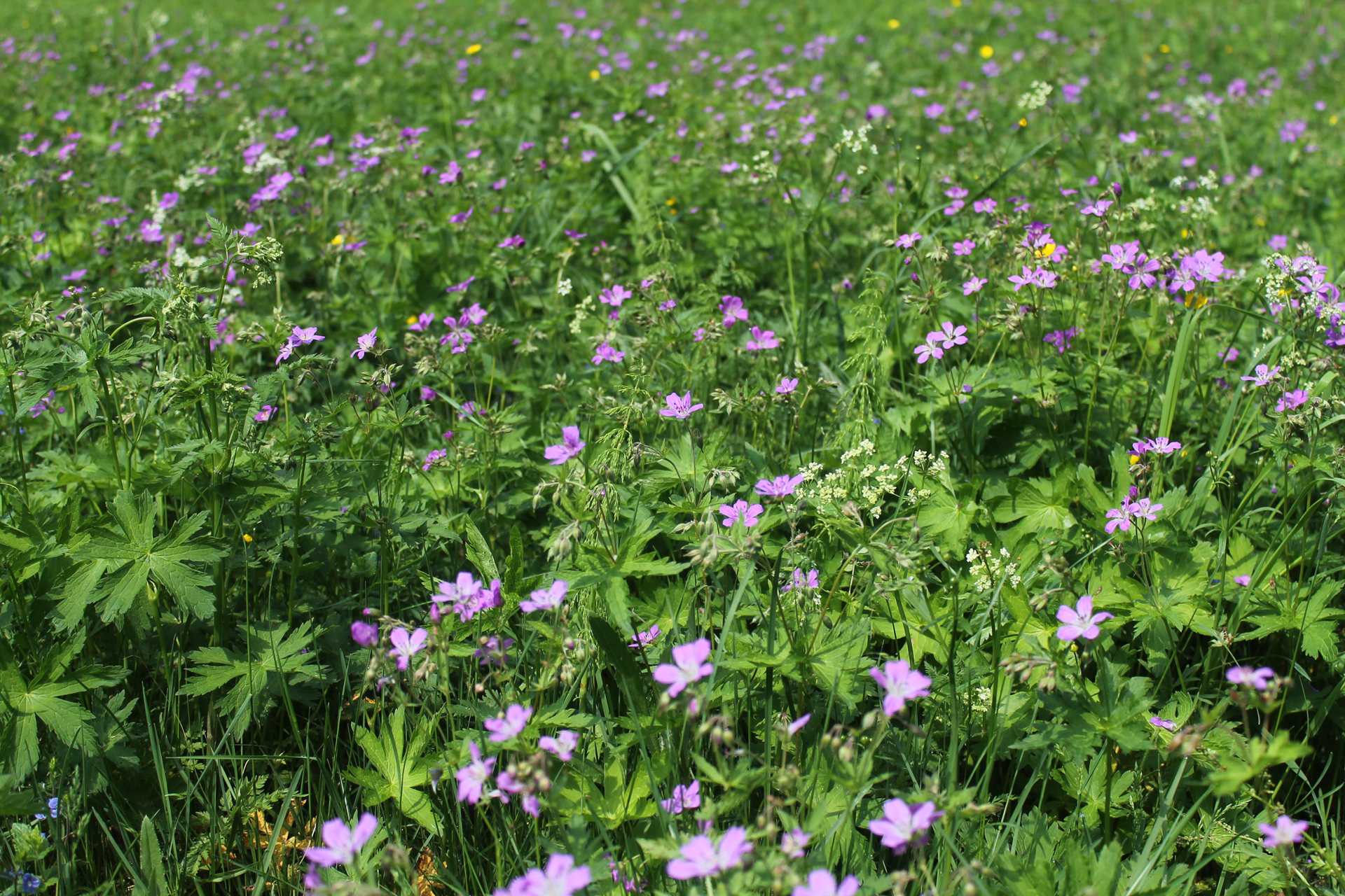 A mesic meadow / Photo: J. Lampinen