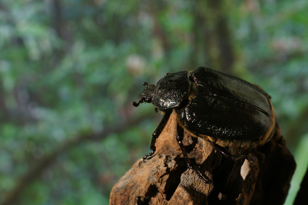East European hermit beetle / Photo: M. Landvik