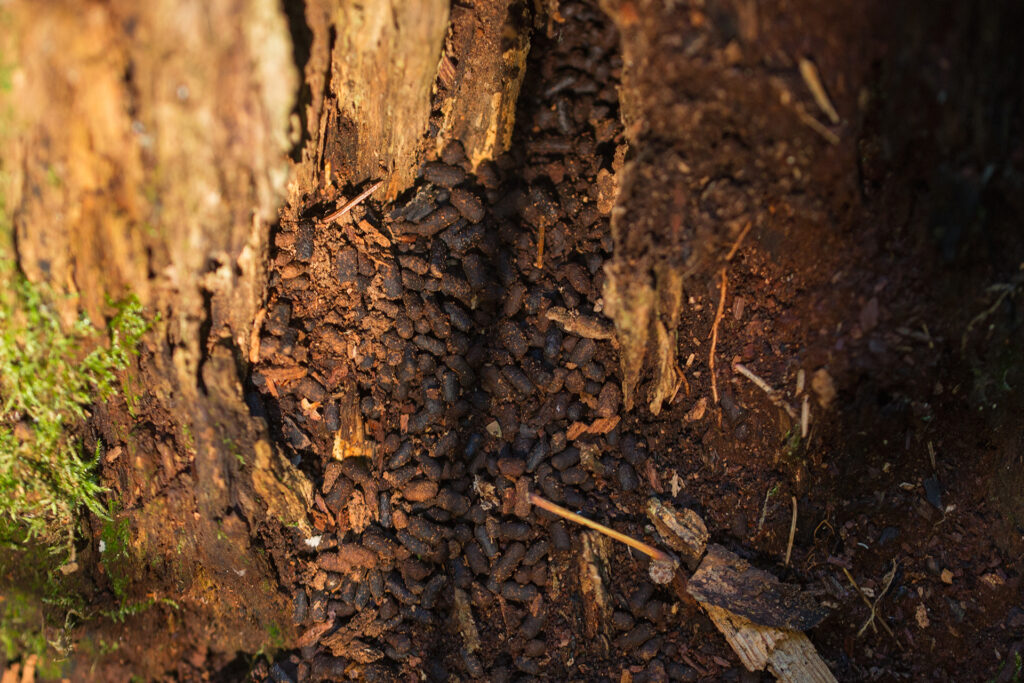 East European hermit beetle droppings / Photo: A. Kuusela