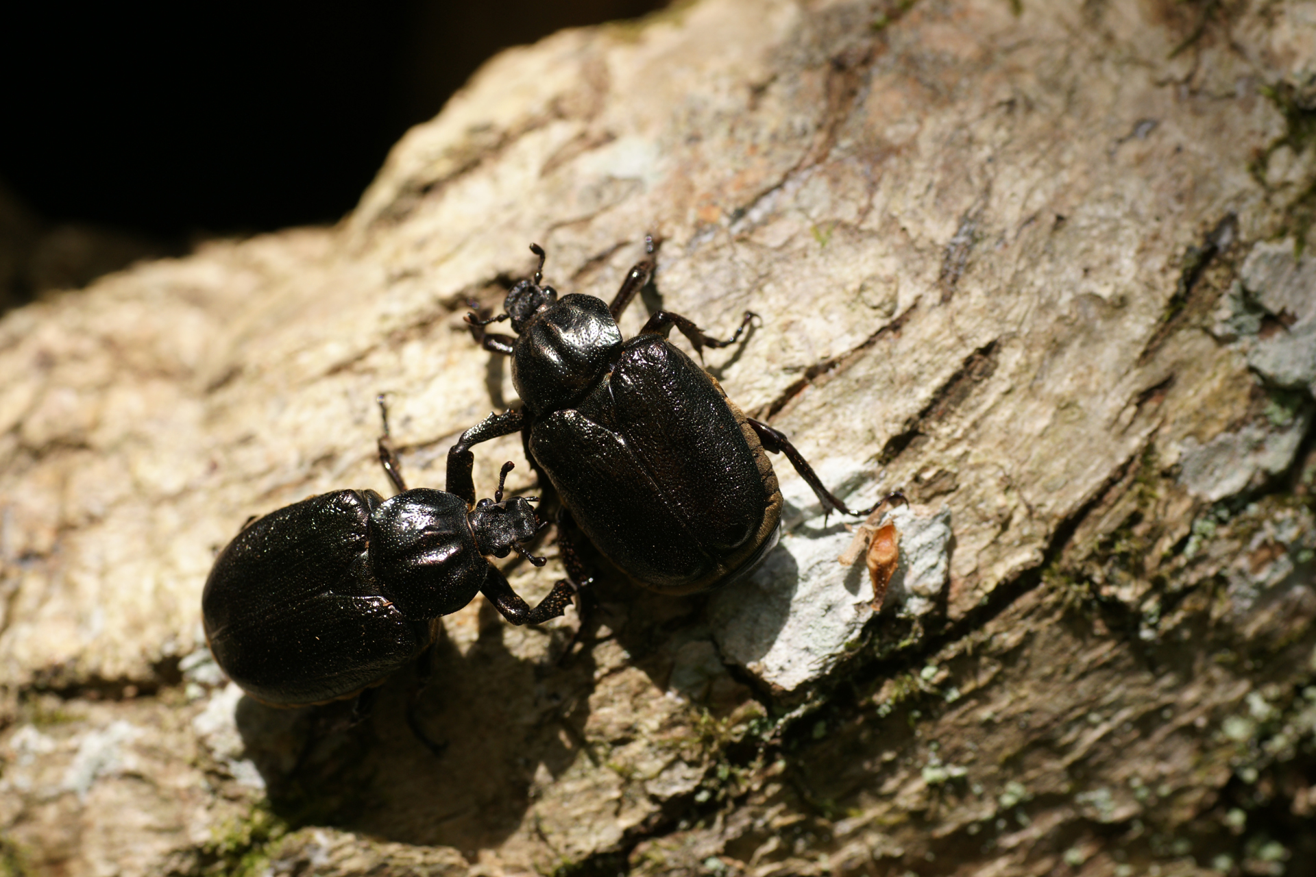 East European hermit beetles / Photo: M. Landvik