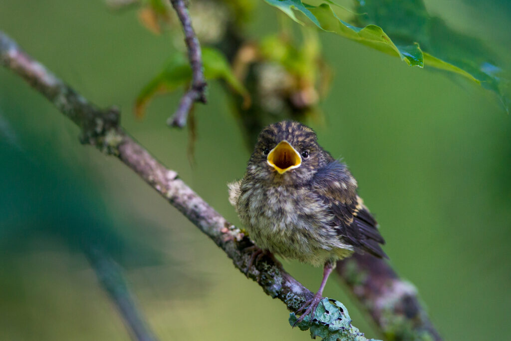 A European pied flycatcher chick / Photo: V-M. Suhonen