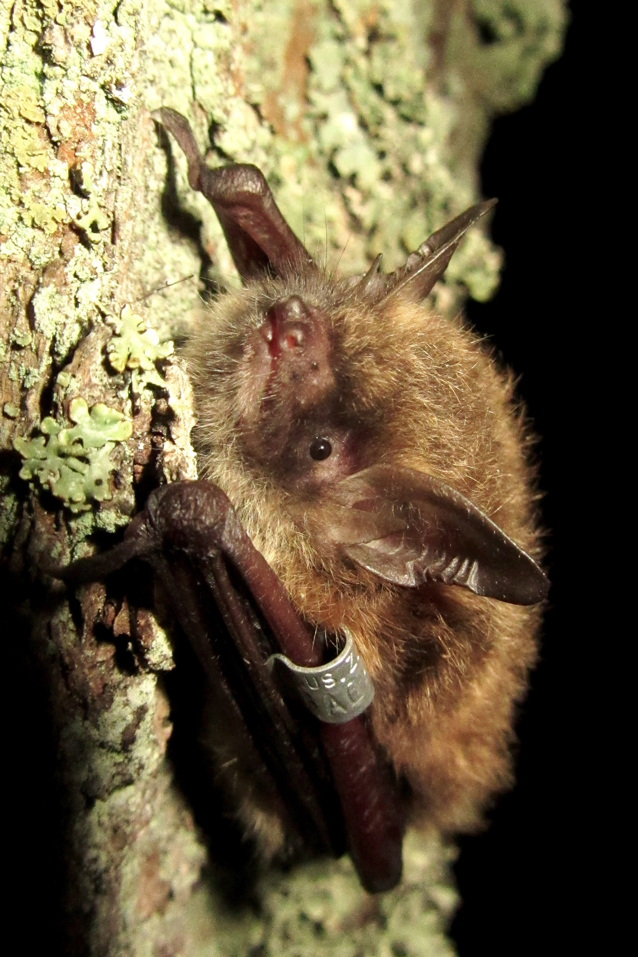 Brandt's bat / Photo: E. Kosonen