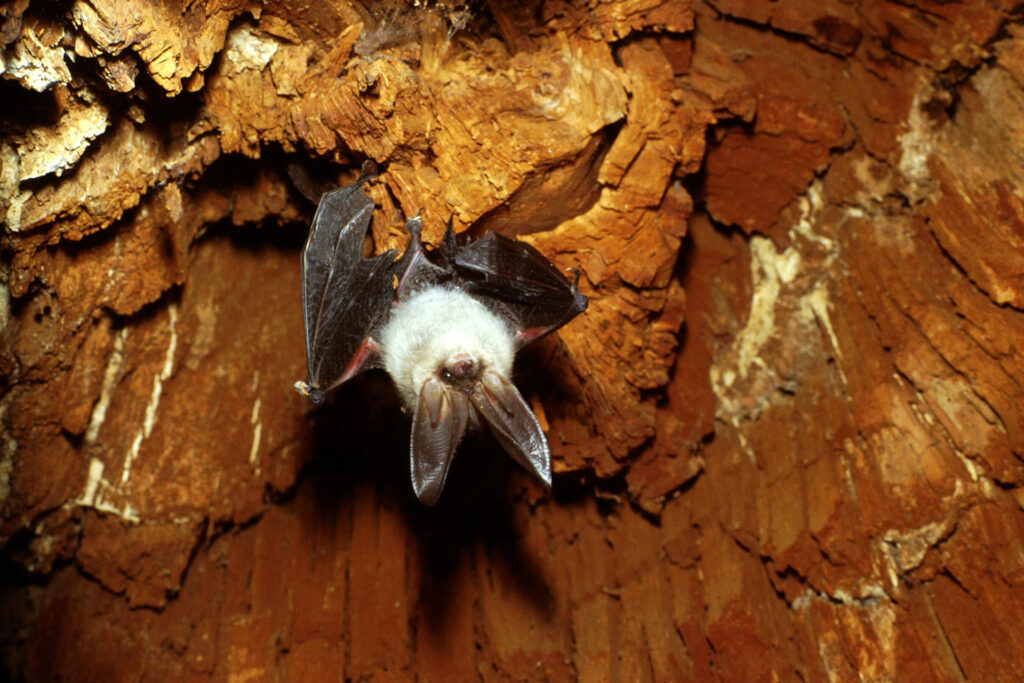 Brown long-eared bat / Photo: M. Lappalainen