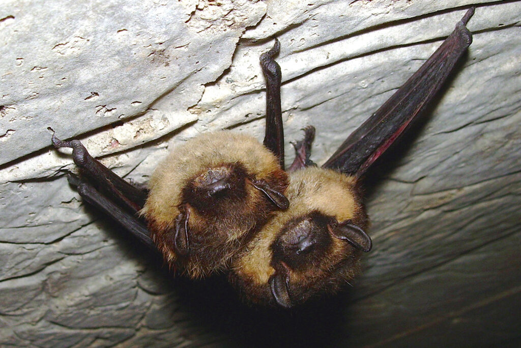Northern bats / Photo: E. Kosonen
