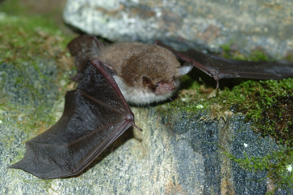 Natterer's bat / Photo: M. Lappalainen