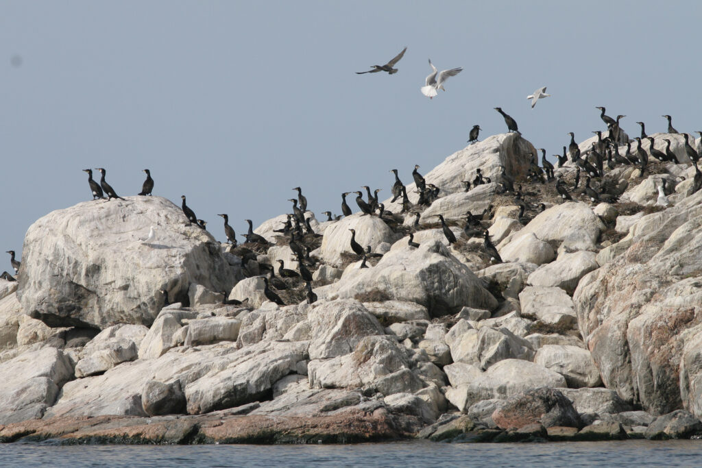The great cormorant islet / Photo: City of Turku Environmental Protection