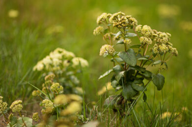 Isomaksaruoho (Hylotelephium telephium) / Kuva: A. Kuusela