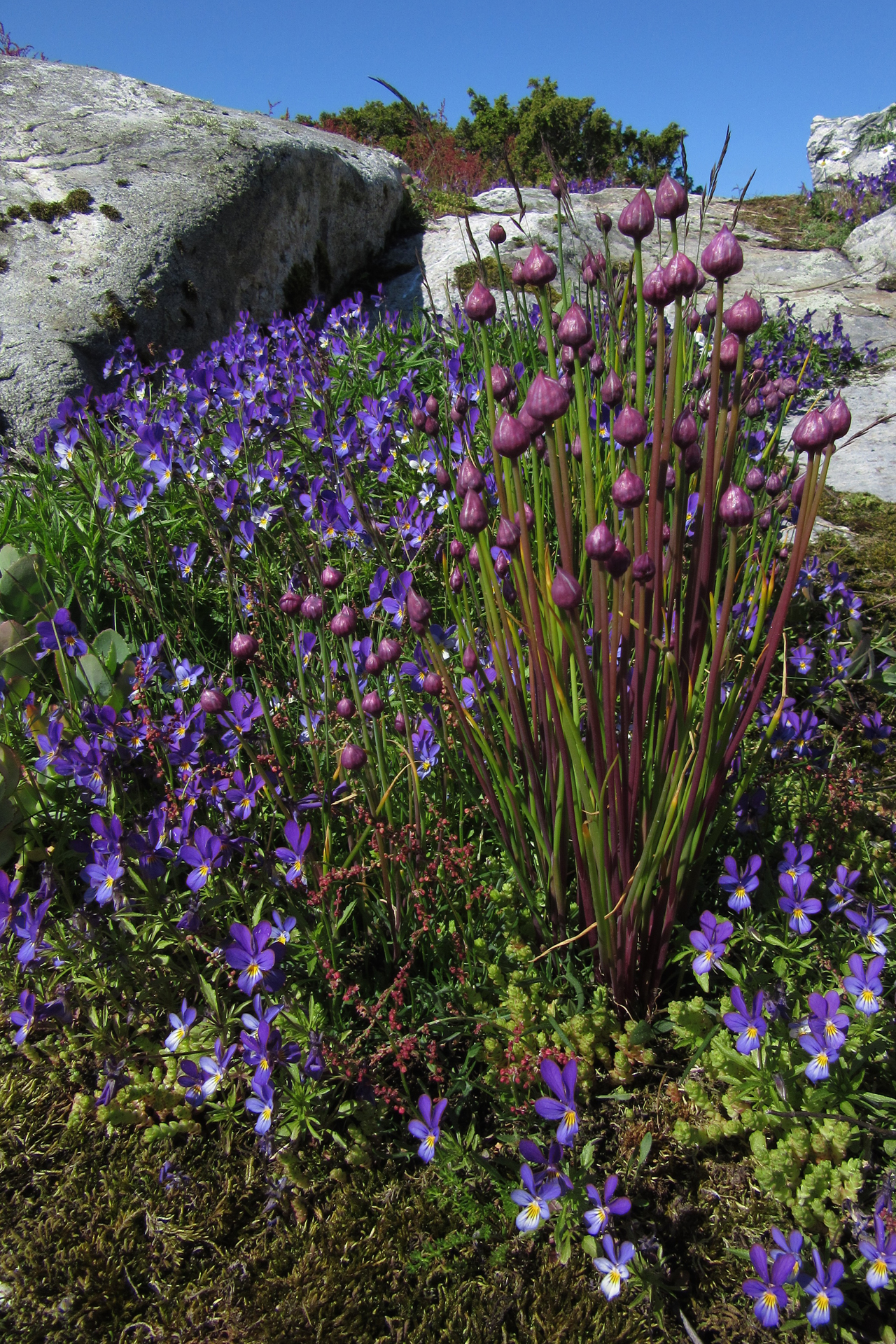 Blomsterprakt på fågelskären / Bild: E. Kosonen