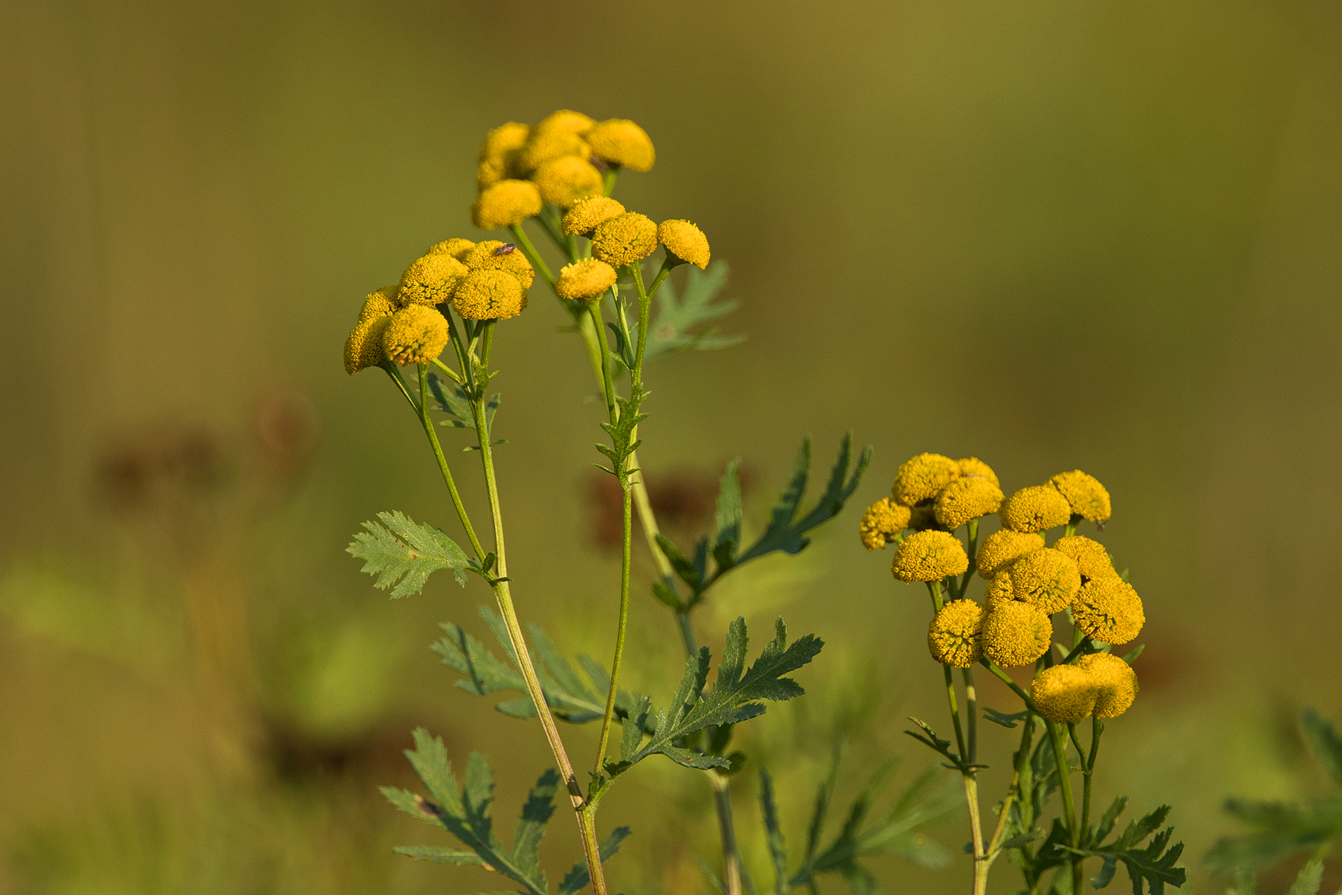 Pietaryrtti (Tanacetum vulgare) / Kuva: A. Kuusela