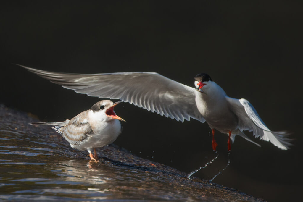 Fisktärna / Bild: A. Kuusela