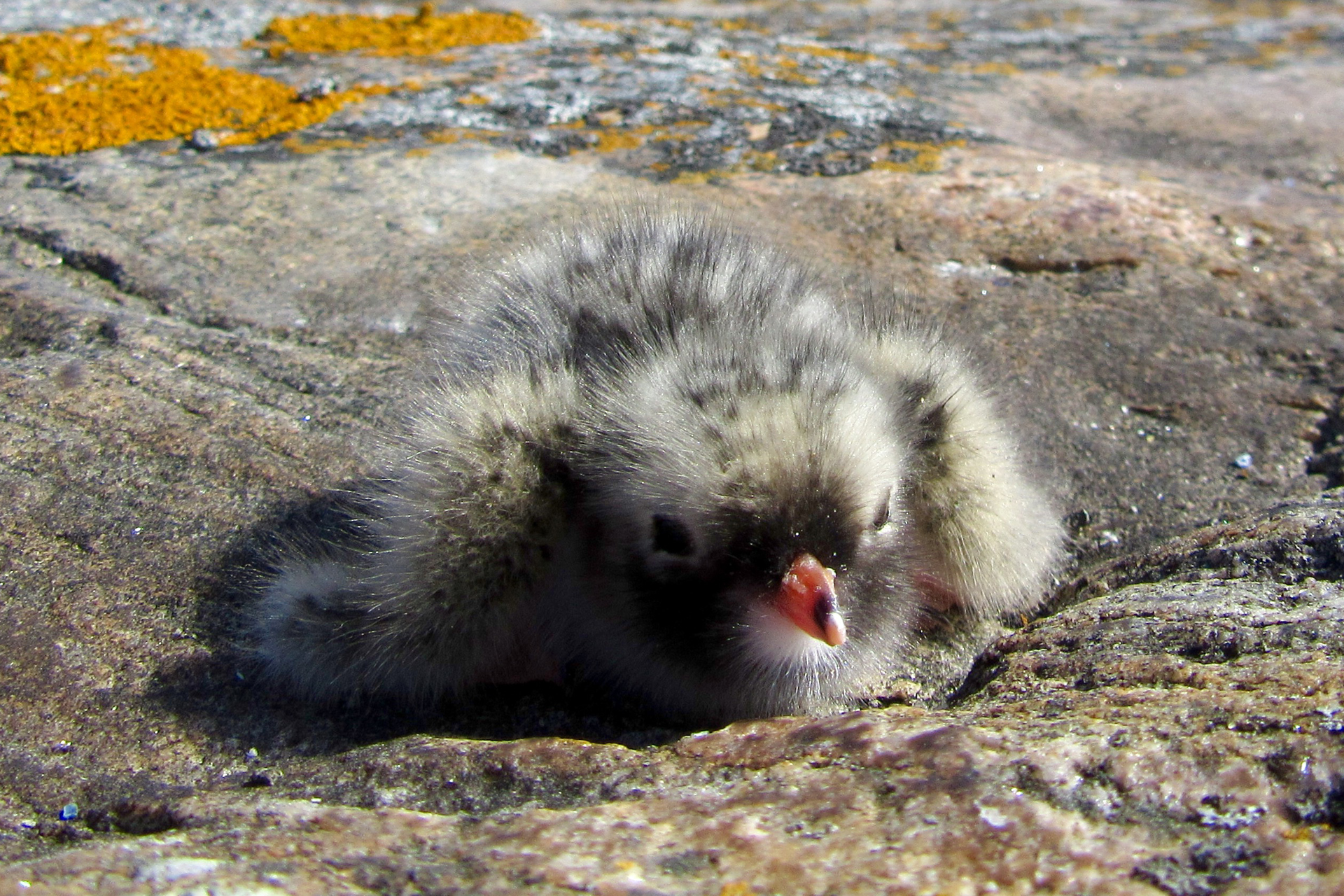 Arctic tern chick / Photo: E. Kosonen