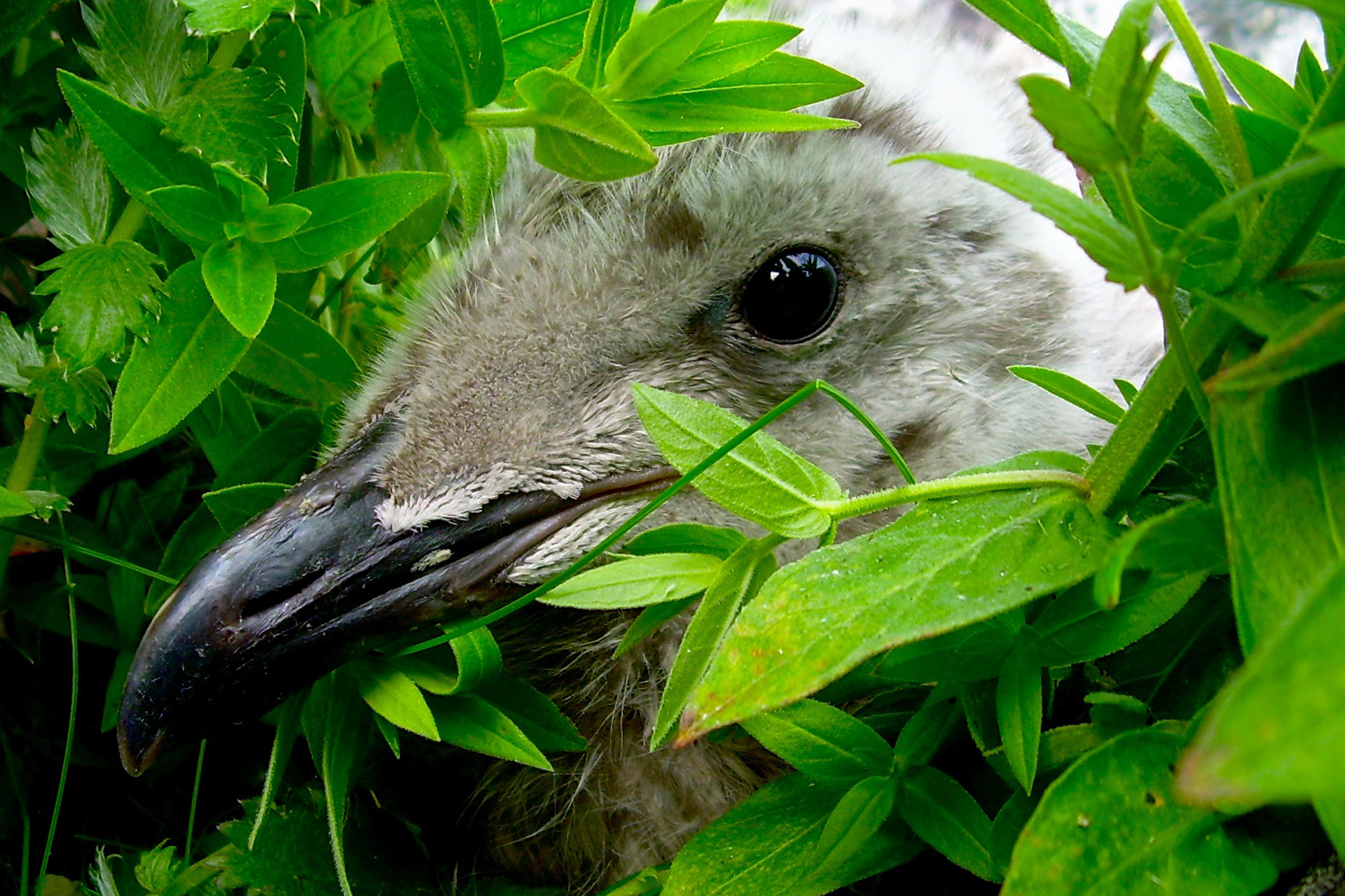 Great black-backed gull chick / Photo: E. Kosonen