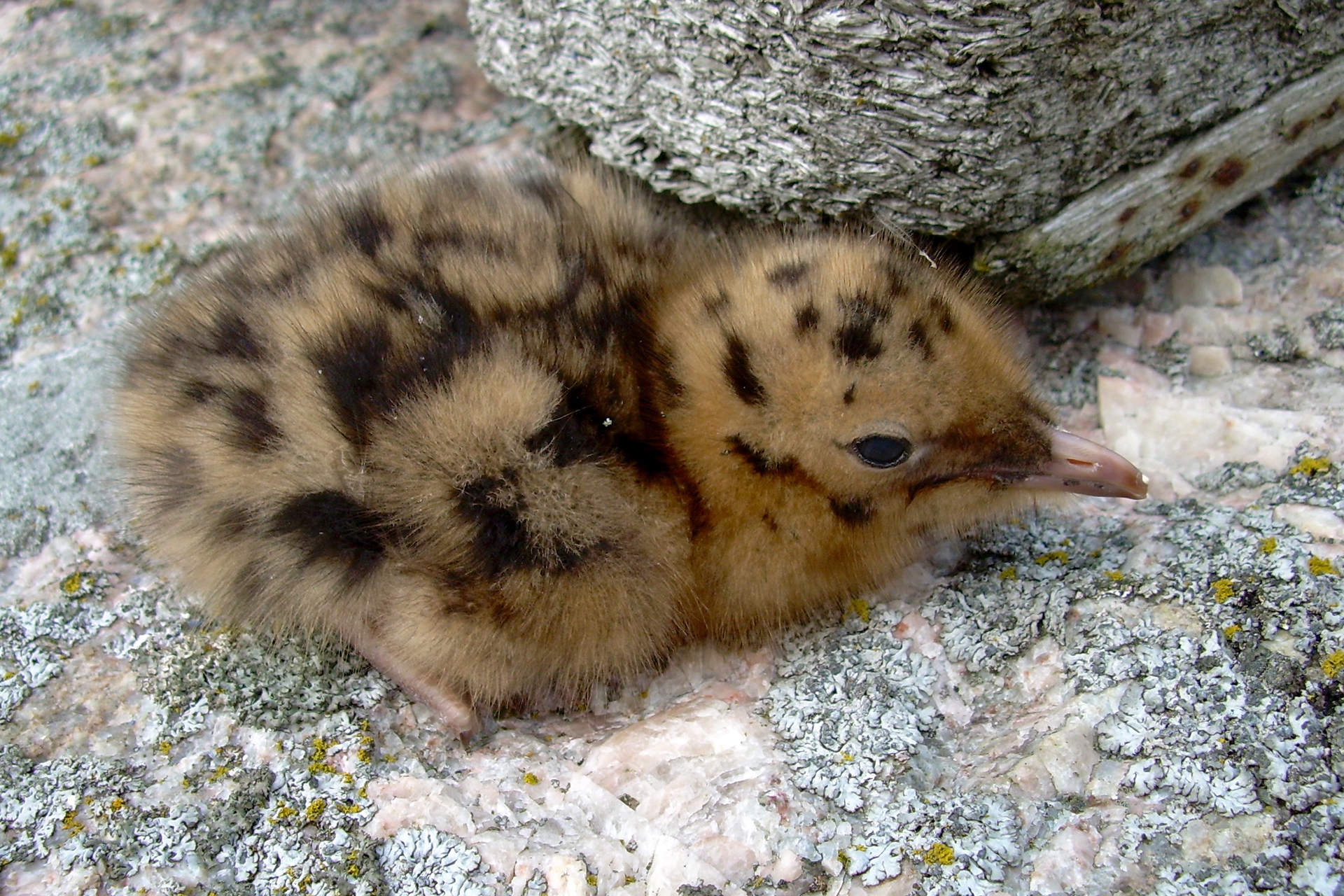 Black-headed gull chick / Photo: E. Kosonen