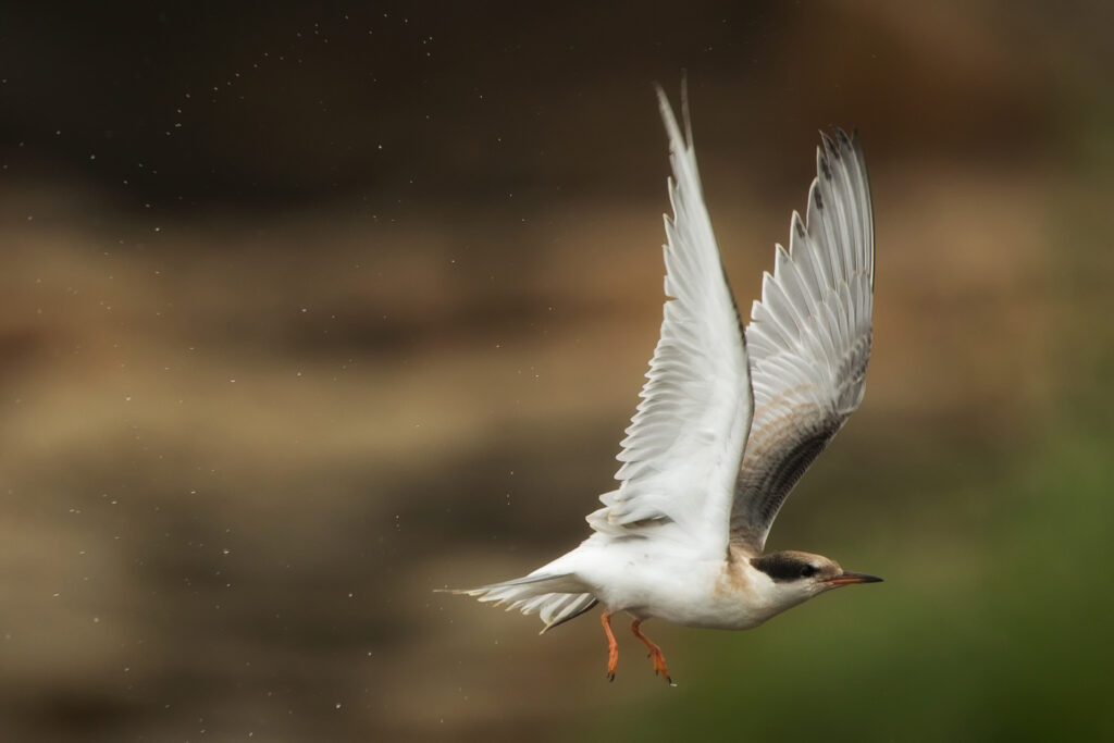A juvenile common tern / Photo: A. Kuusela
