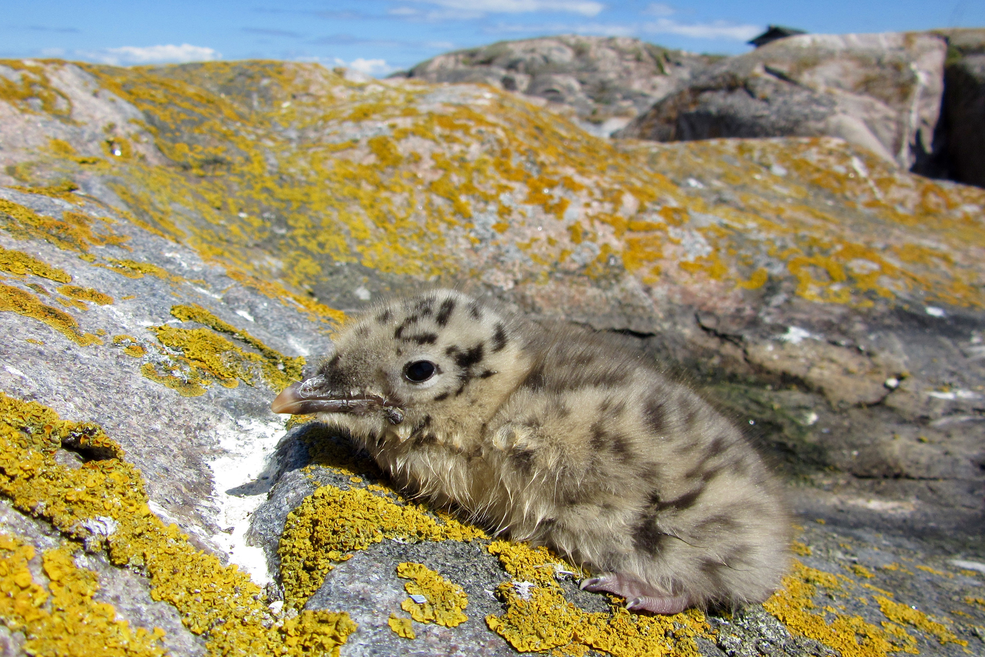 A lesser black-backed gull chick / Photo: E. Kosonen