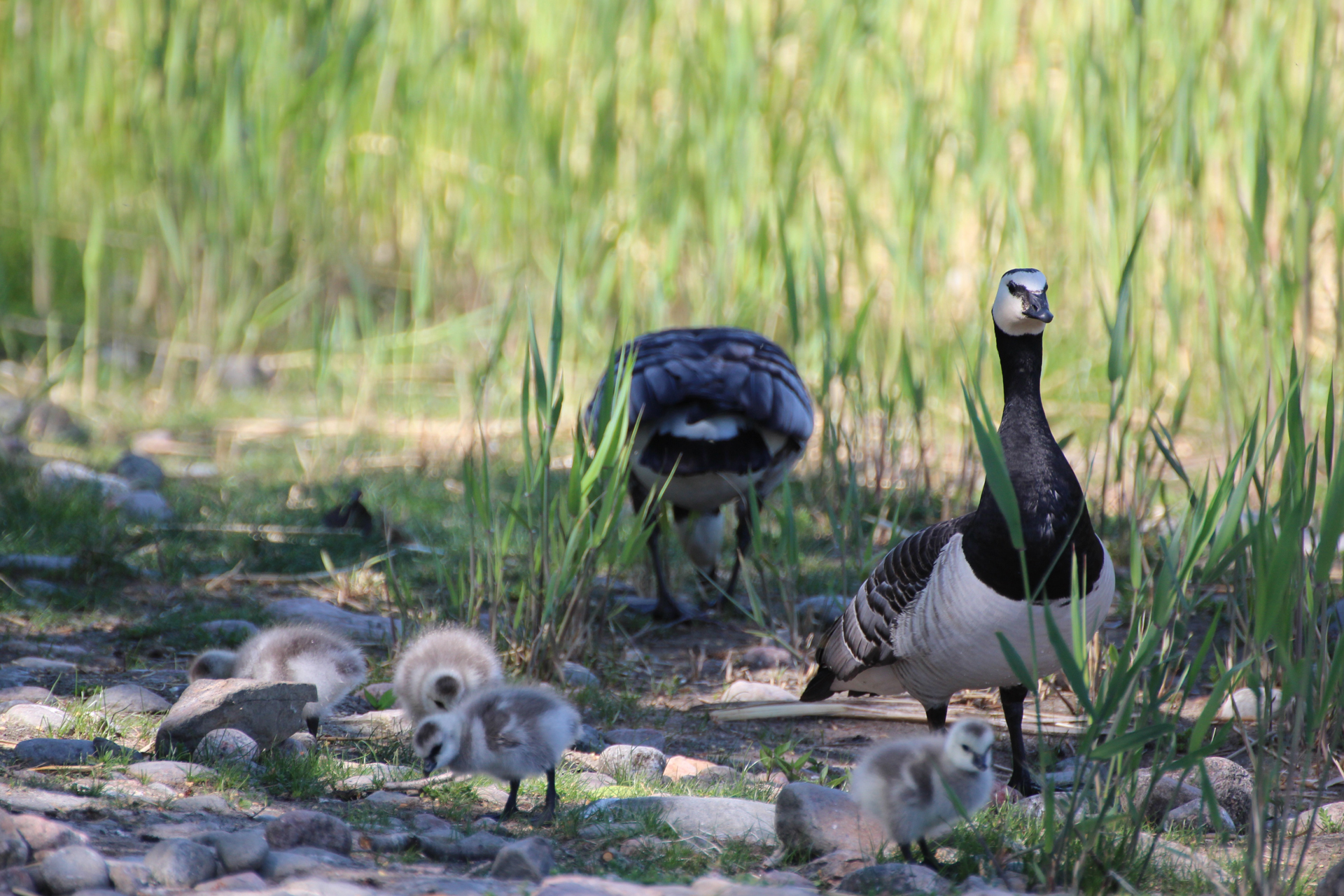 Barnacle geese and goslings / Photo: H. Metsälä