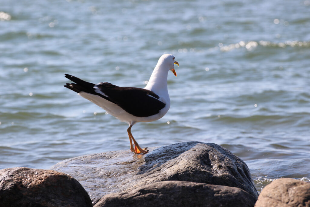 Lesser black-backed gull / Photo: H. Metsälä