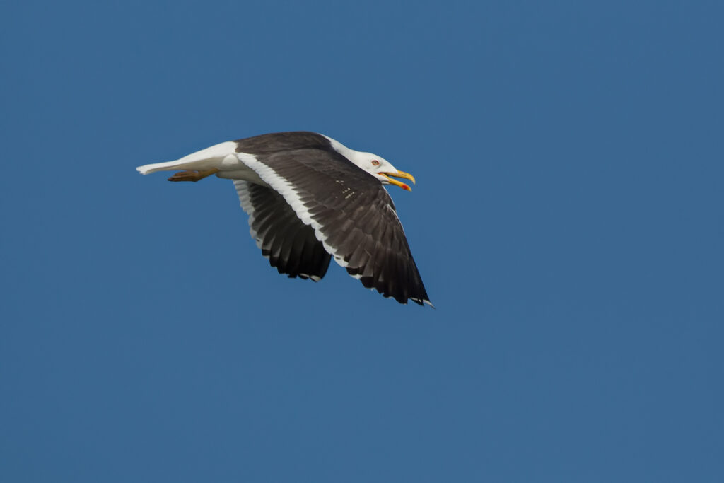 A lesser black-backed gull in flight / Photo: A. Kuusela