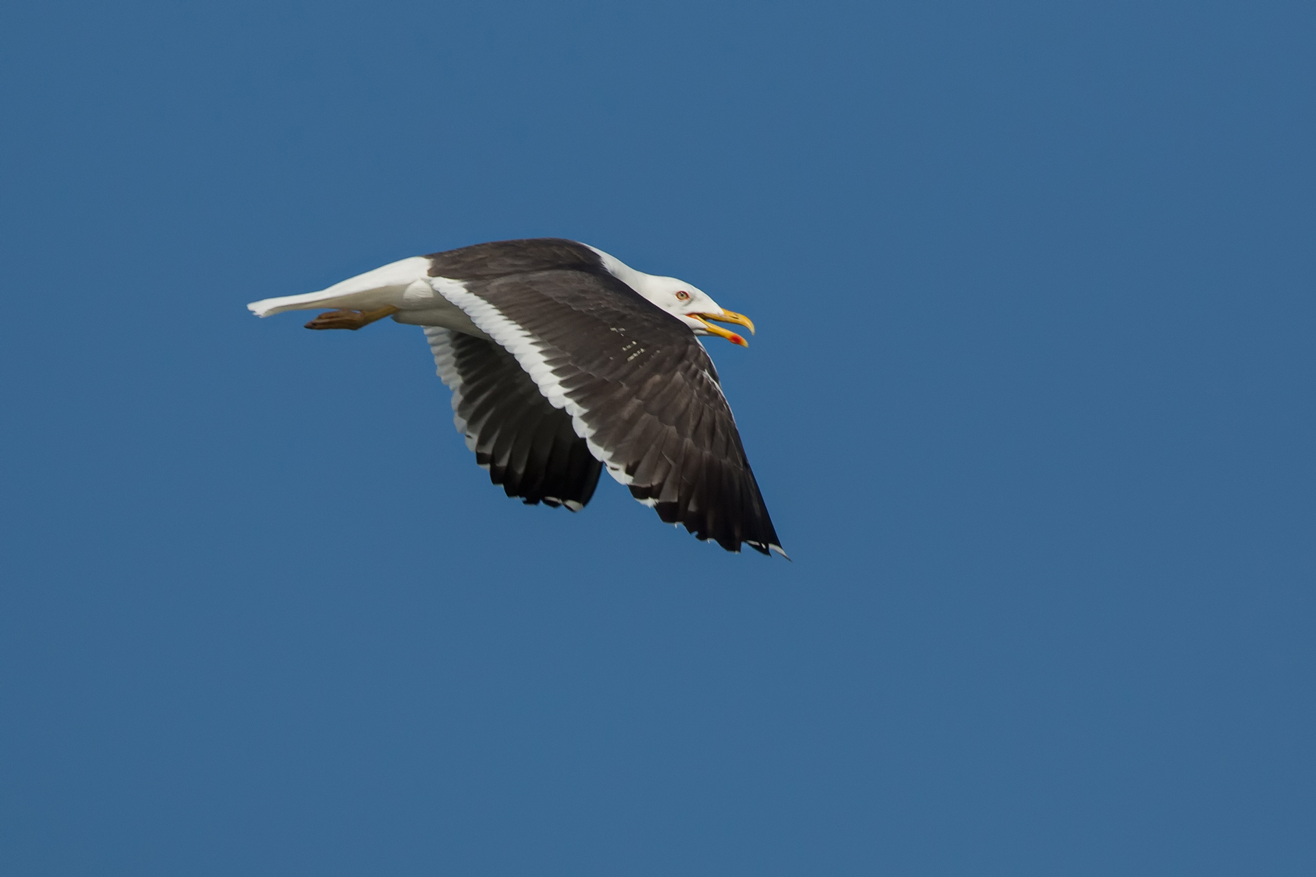 A lesser black-backed gull in flight / Photo: A. Kuusela