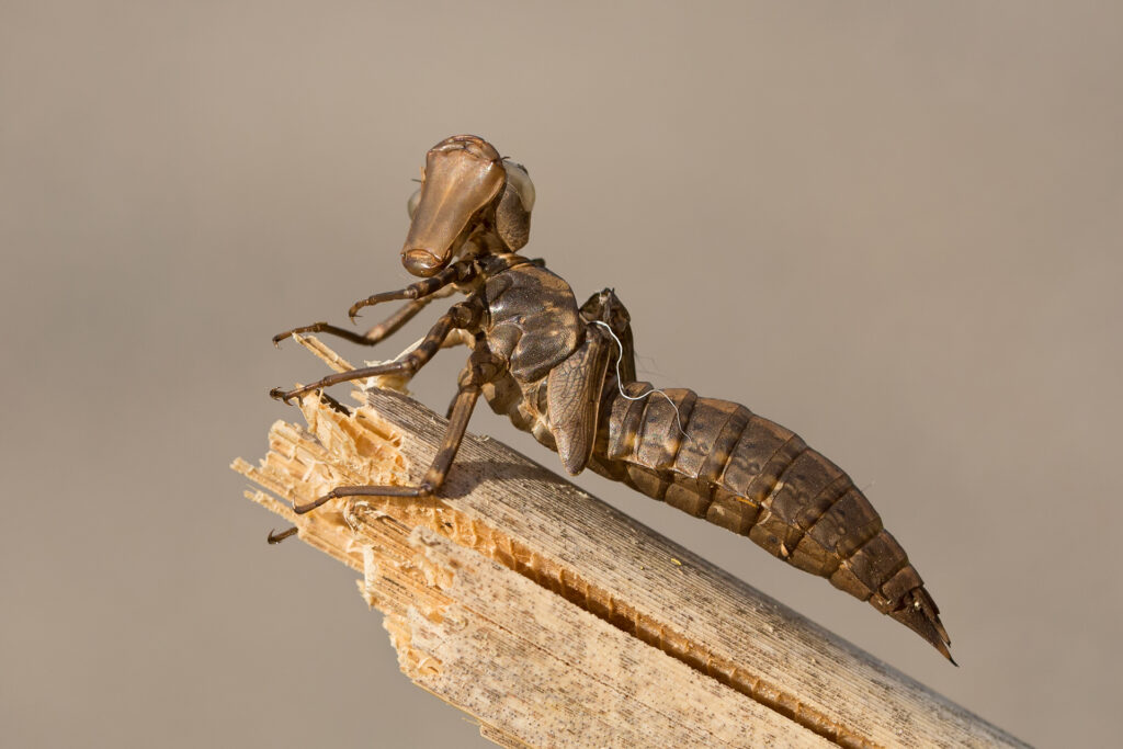 The larval skin of a darner / Photo: A. Kuusela