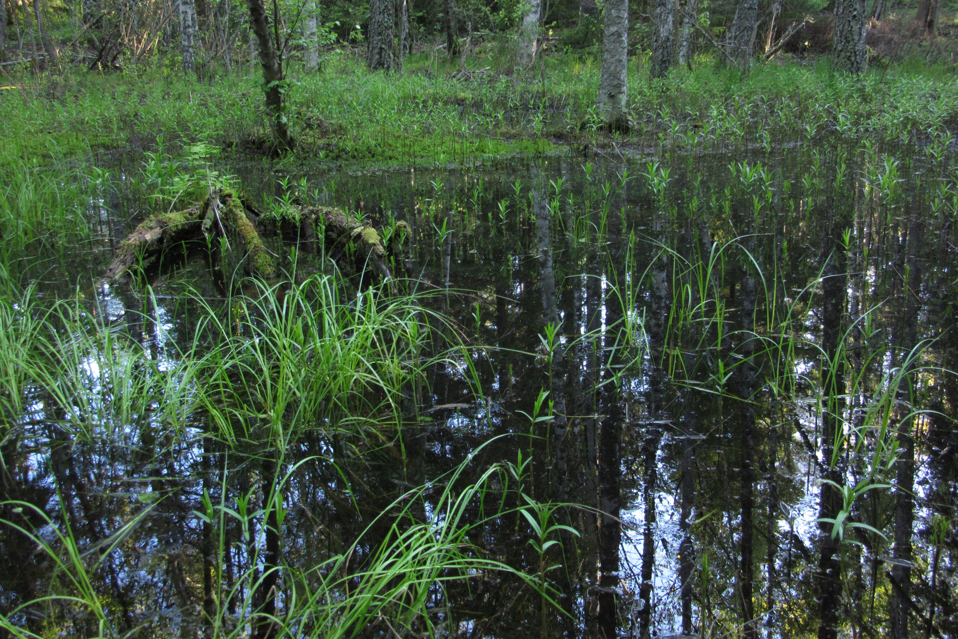 A pond / Photo: E. Kosonen