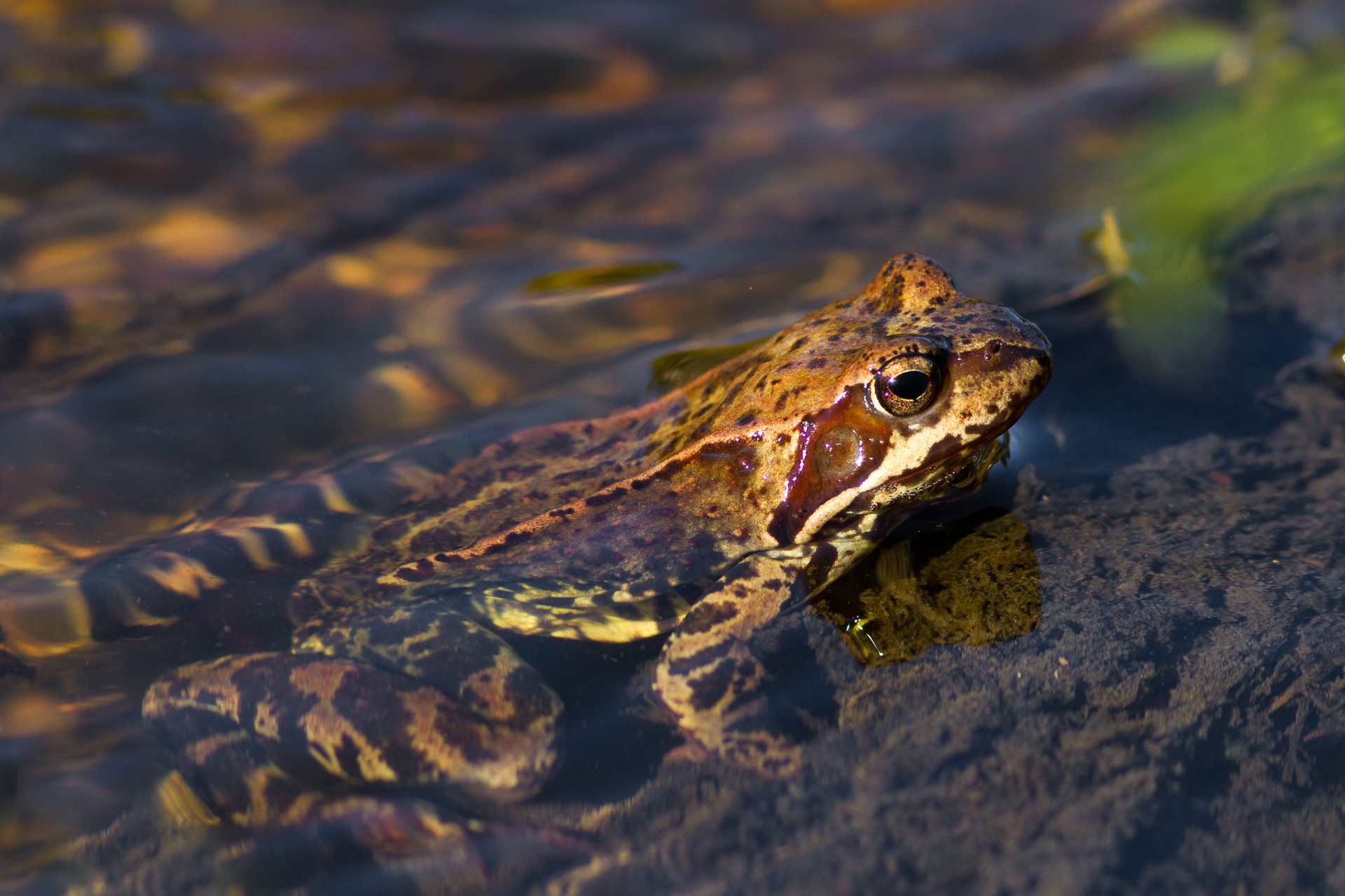 European common frog / Photo: V-M. Suhonen