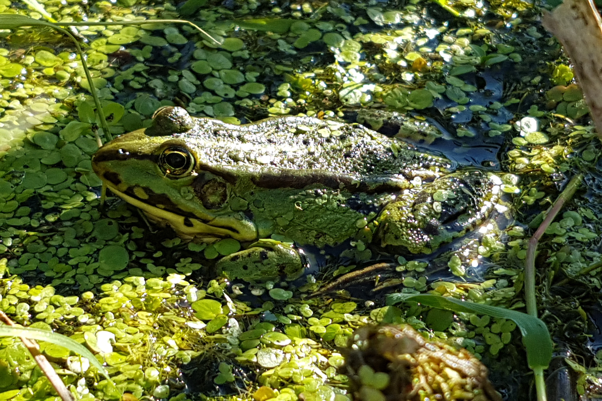 Edible frog / Photo: L. Vainio