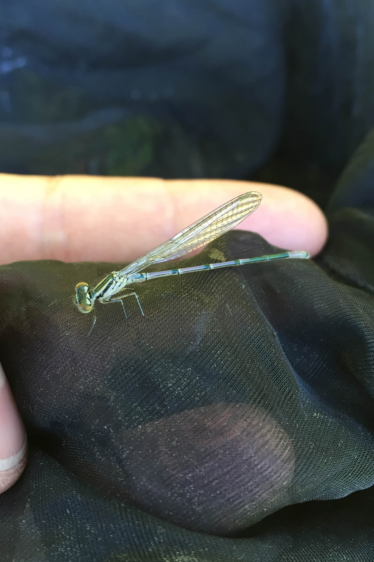 Ljus lyrflickslända (Coenagrion puella) / Bild: K. Kaunisto