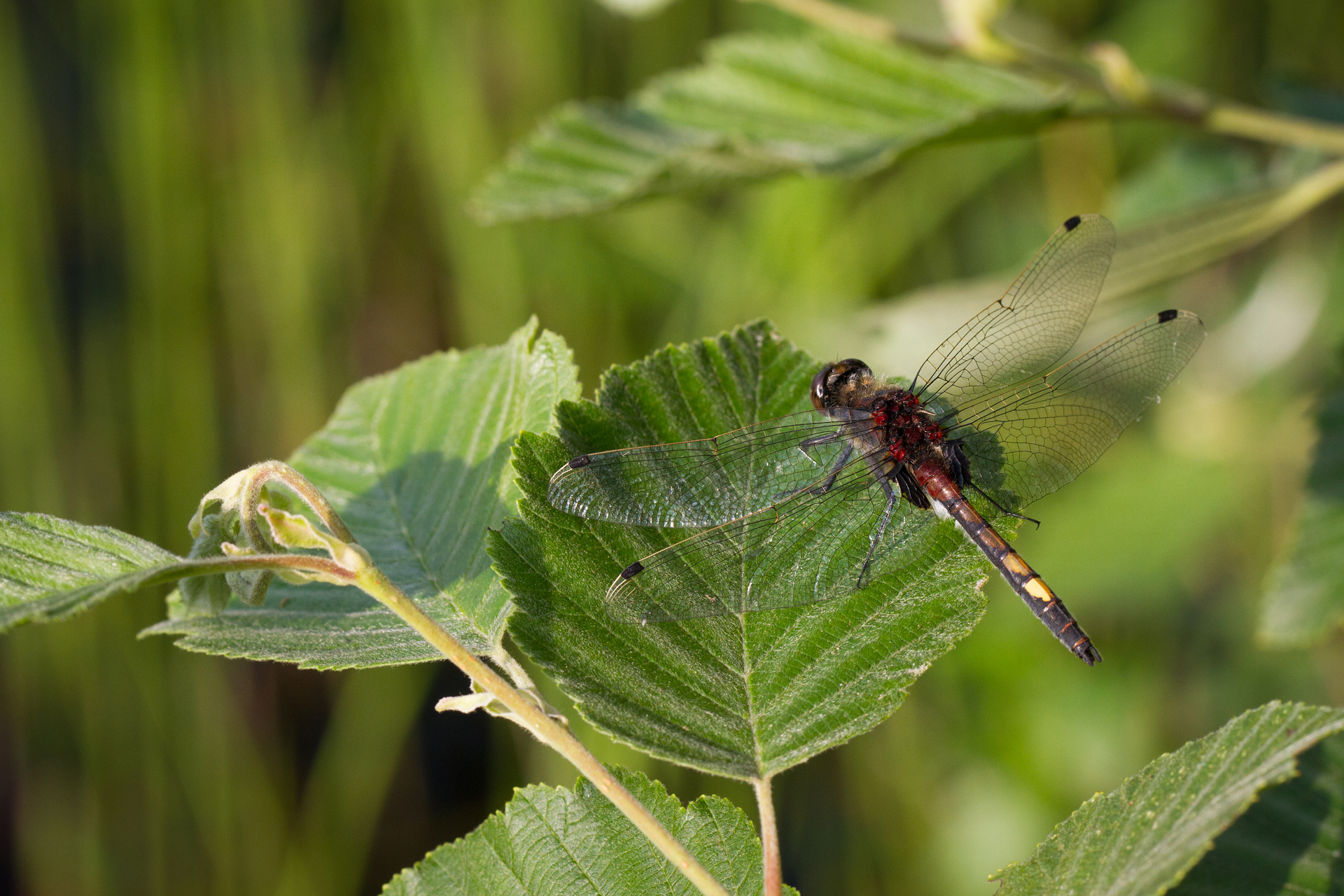 Yellow-spotted whiteface (Leucorrhinia pectoralis) / Photo: K. Kaunisto