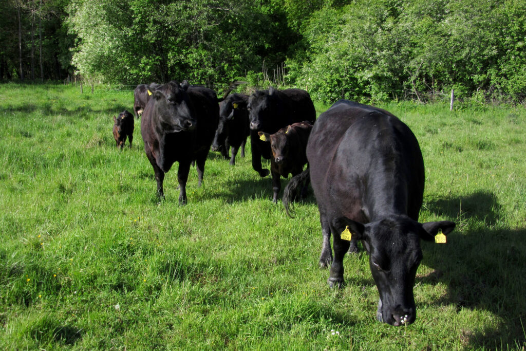 Cattle grazing / Photo: E. Kosonen