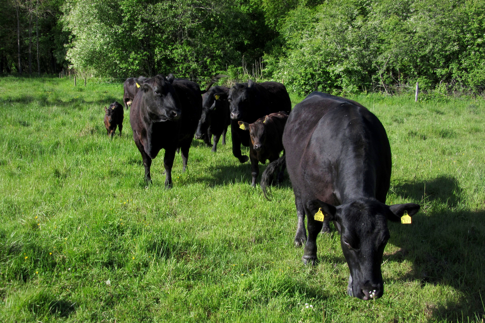 Cattle grazing / Photo: E. Kosonen