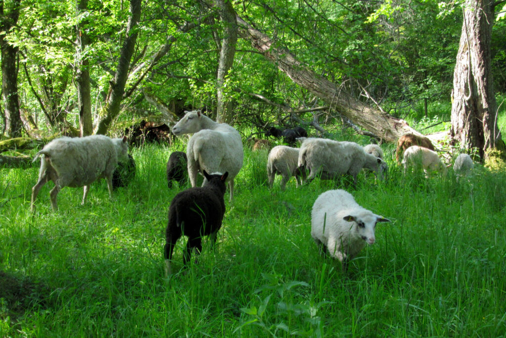 Sheep grazing / Photo: E. Kosonen
