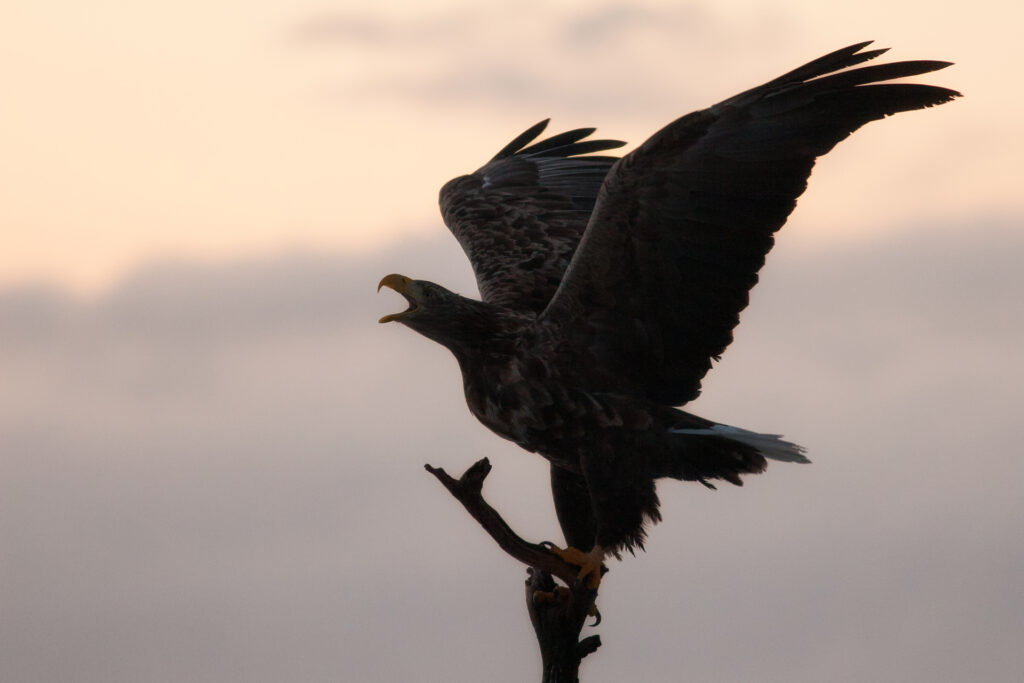 White-tailed eagle / Photo: A. Kuusela